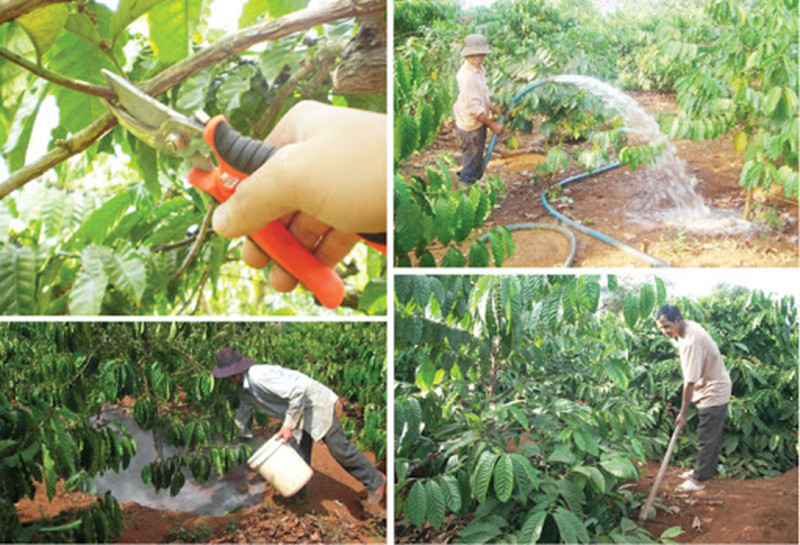 Tỉa cành, bón phân, tưới nước cho cây cà phê mùa khô