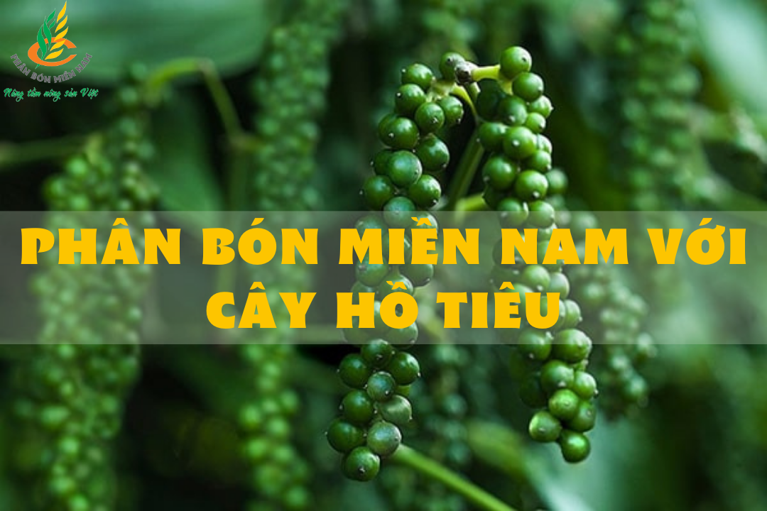 SOUTHERN FERTILIZER FOR PEPPER PLANTS