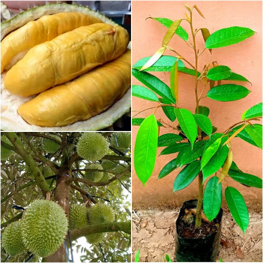 Phân bón Miền Nam và kỹ thuật canh tác cây sầu riêng (tiếp theo và hết)