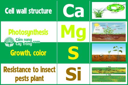 SILIC VÀ VAI TRÒ DINH DƯỠNG VỚI VỚI CÂY TRỒNG (Tiếp theo)