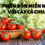 PHÂN BÓN MIỀN NAM VỚI CÂY CÀ CHUA
