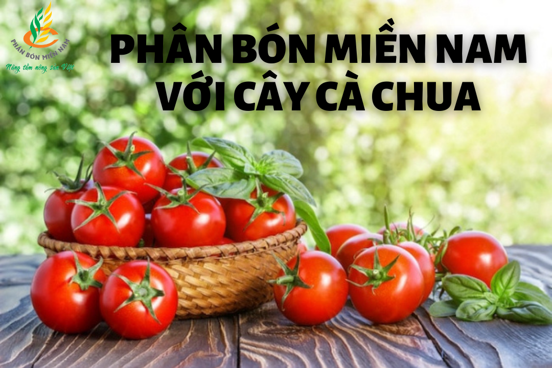 PHÂN BÓN MIỀN NAM VỚI CÂY CÀ CHUA