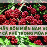 PHÂN BÓN MIỀN NAM VỚI CÂY CÀ PHÊ TRONG MÙA KHÔ