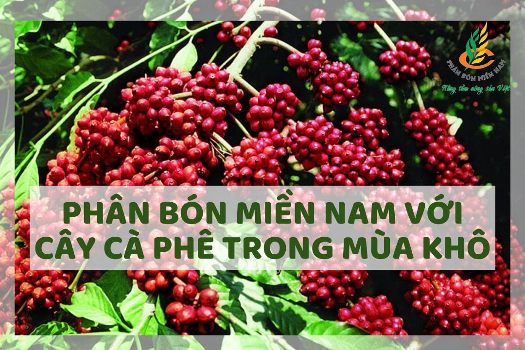 PHÂN BÓN MIỀN NAM VỚI CÂY CÀ PHÊ TRONG MÙA KHÔ