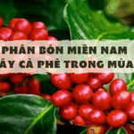 PHÂN BÓN MIỀN NAM VỚI CÂY CÀ PHÊ TRONG MÙA MƯA