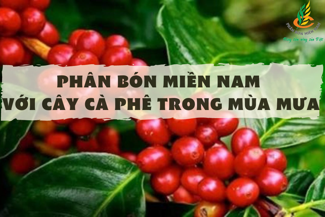 PHÂN BÓN MIỀN NAM VỚI CÂY CÀ PHÊ TRONG MÙA MƯA