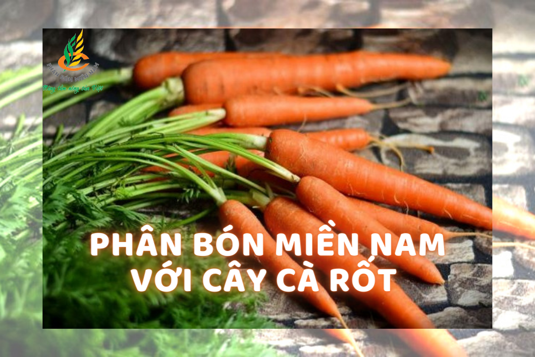 PHÂN BÓN MIỀN NAM VỚI CÂY CÀ RỐT