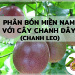 PHÂN BÓN MIỀN NAM VỚI CÂY CHANH DÂY (CHANH LEO)