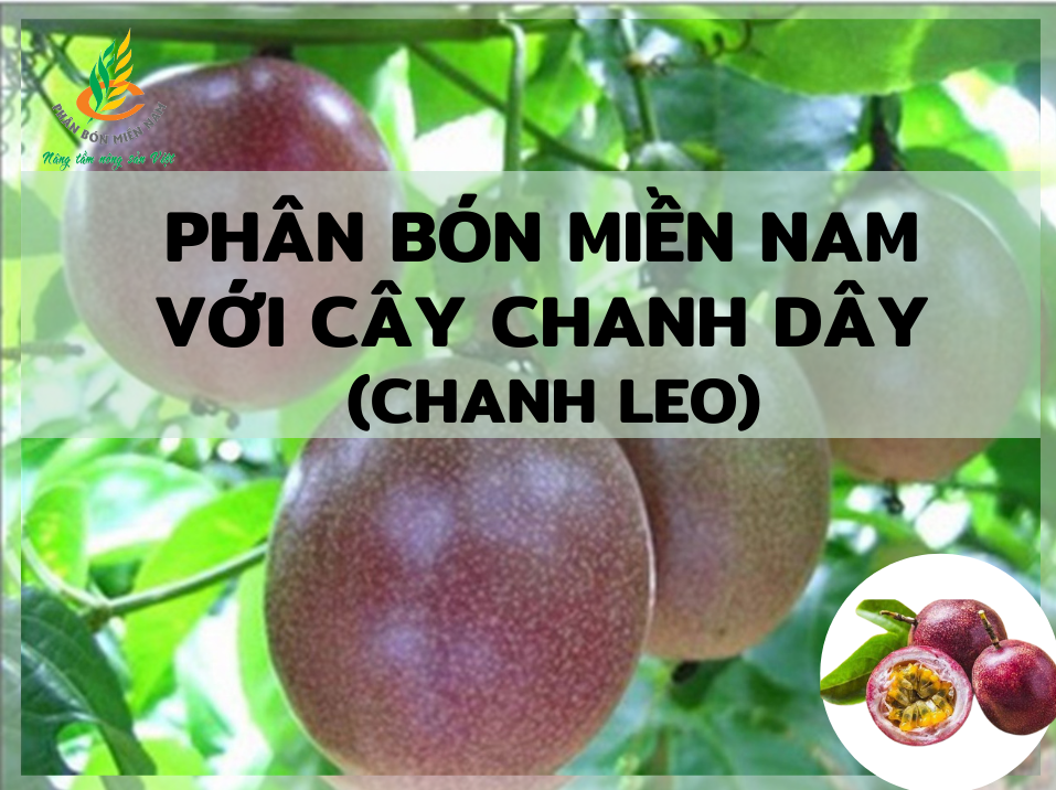 PHÂN BÓN MIỀN NAM VỚI CÂY CHANH DÂY (CHANH LEO)