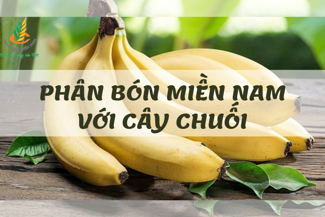 PHÂN BÓN MIỀN NAM VỚI CÂY CHUỐI