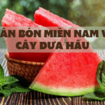 PHÂN BÓN MIỀN NAM VỚI CÂY DƯA HẤU