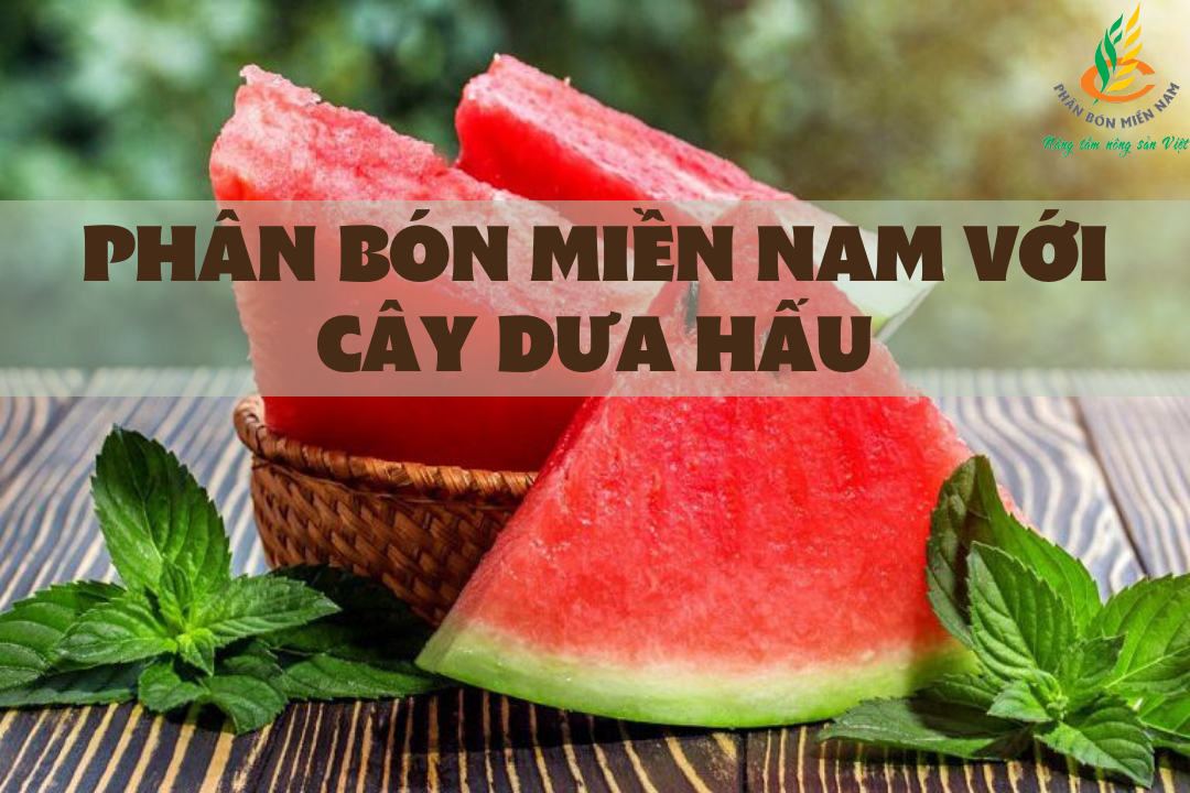 PHÂN BÓN MIỀN NAM VỚI CÂY DƯA HẤU
