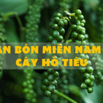 PHÂN BÓN MIỀN NAM VỚI CÂY HỒ TIÊU
