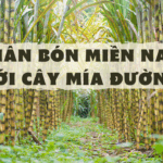 PHÂN BÓN MIỀN NAM VỚI CÂY MÍA ĐƯỜNG