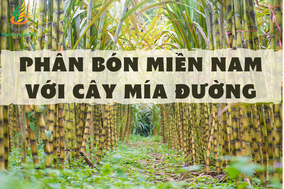 PHÂN BÓN MIỀN NAM VỚI CÂY MÍA ĐƯỜNG