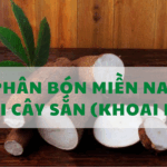 PHÂN BÓN MIỀN NAM VỚI CÂY SẮN (KHOAI MÌ)
