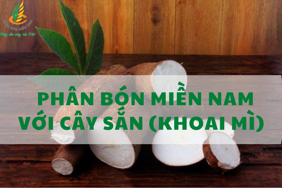 PHÂN BÓN MIỀN NAM VỚI CÂY SẮN (KHOAI MÌ)