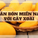 PHÂN BÓN MIỀN NAM VỚI CÂY XOÀI