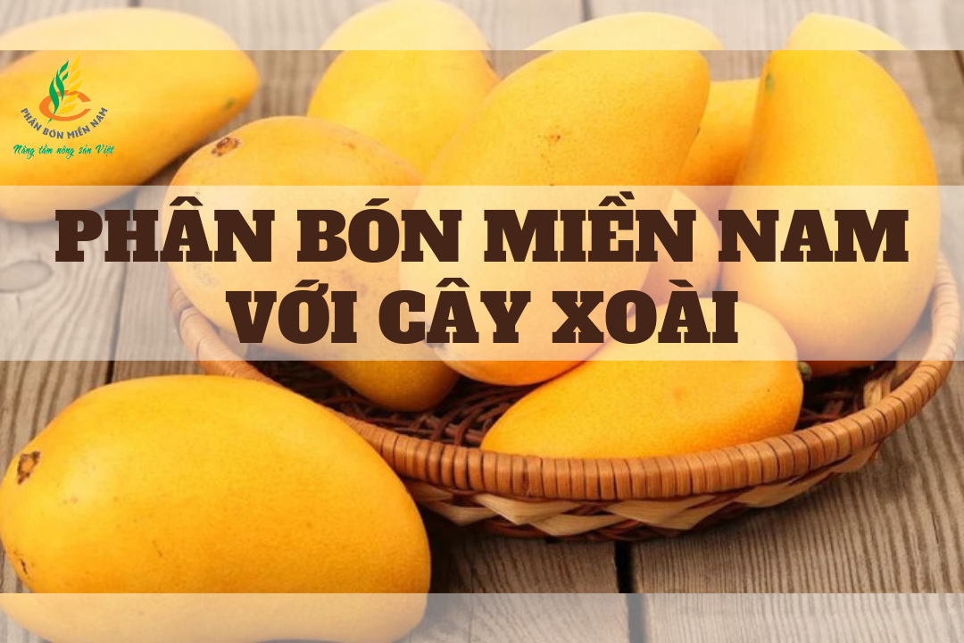 PHÂN BÓN MIỀN NAM VỚI CÂY XOÀI