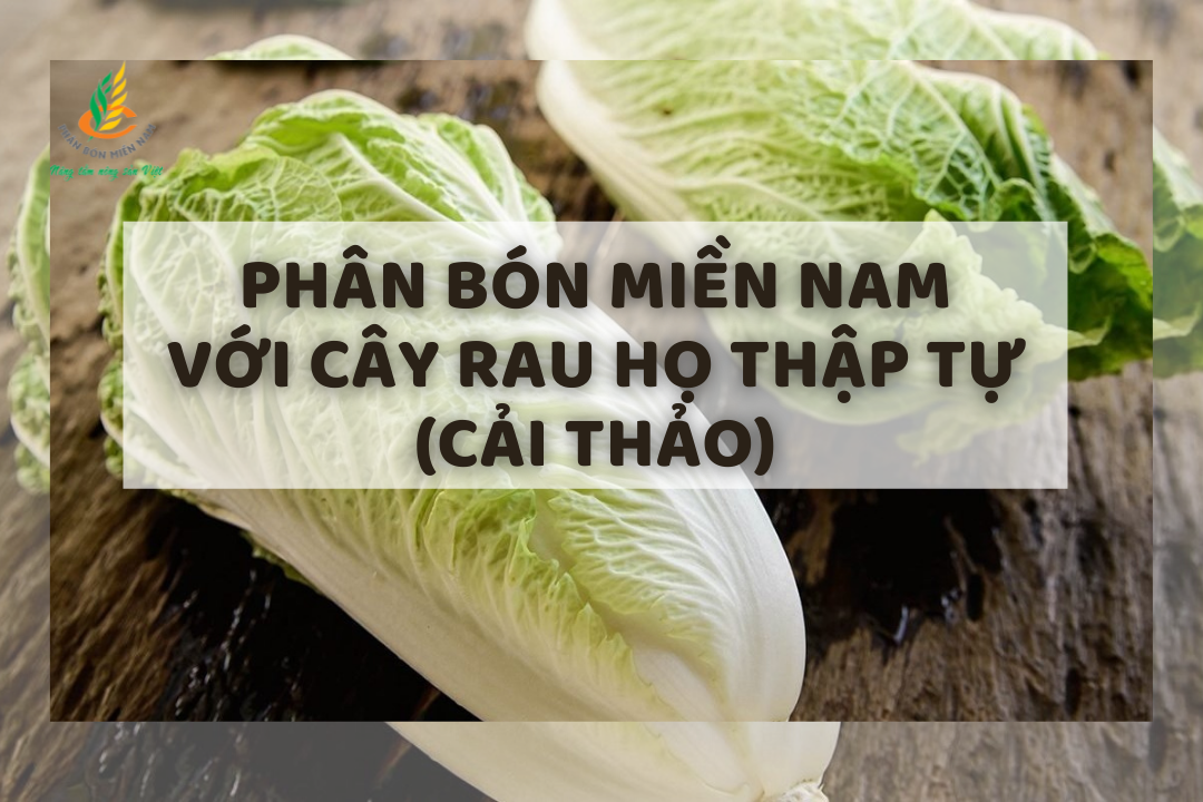 PHÂN BÓN MIỀN NAM VỚI CÂY RAU HỌ THẬP TỰ (CẢI THẢO)