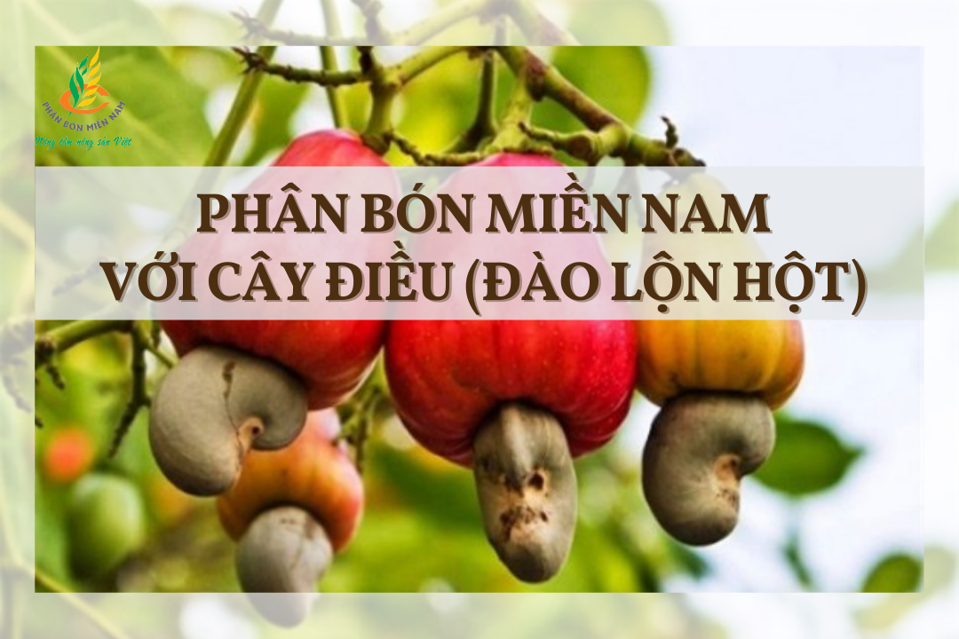PHÂN BÓN MIỀN NAM VỚI CÂY ĐIỀU