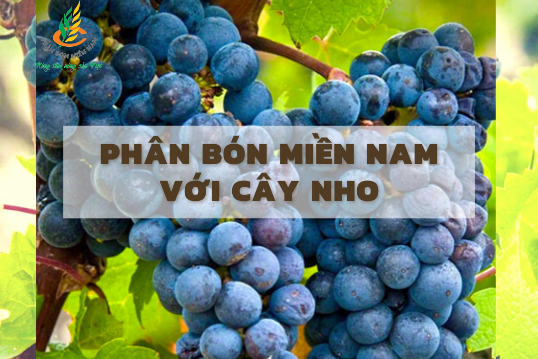 PHÂN BÓN MIỀN NAM VỚI CÂY NHO