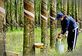 PHÂN BÓN MIỀN NAM VỚI CÂY CAO SU