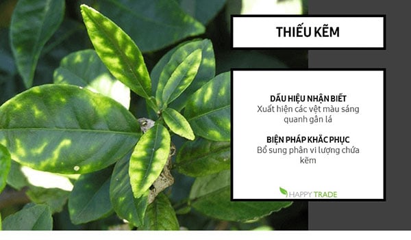 KẼM (Zn) VÀ VAI TRÒ ĐỐI VỚI CÂY TRỒNG (Tiếp theo)