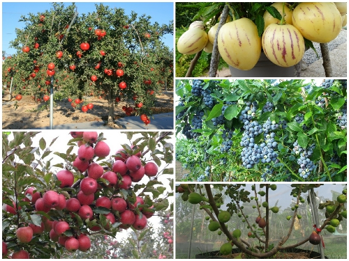 PHÂN BÓN MIỀN NAM VỚI CÂY ĂN TRÁI