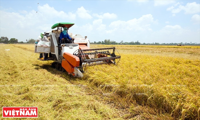 MÙA VỤ GIEO CẤY VÀ BÓN PHÂN NPK CHO CÂY LÚA